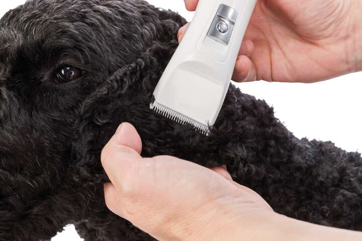 TRIXIE Schermaschinen-Set Akku TR1150, 6 W